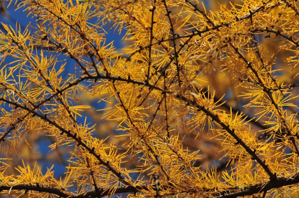 Larix gmelinii (Larix gmelinii)