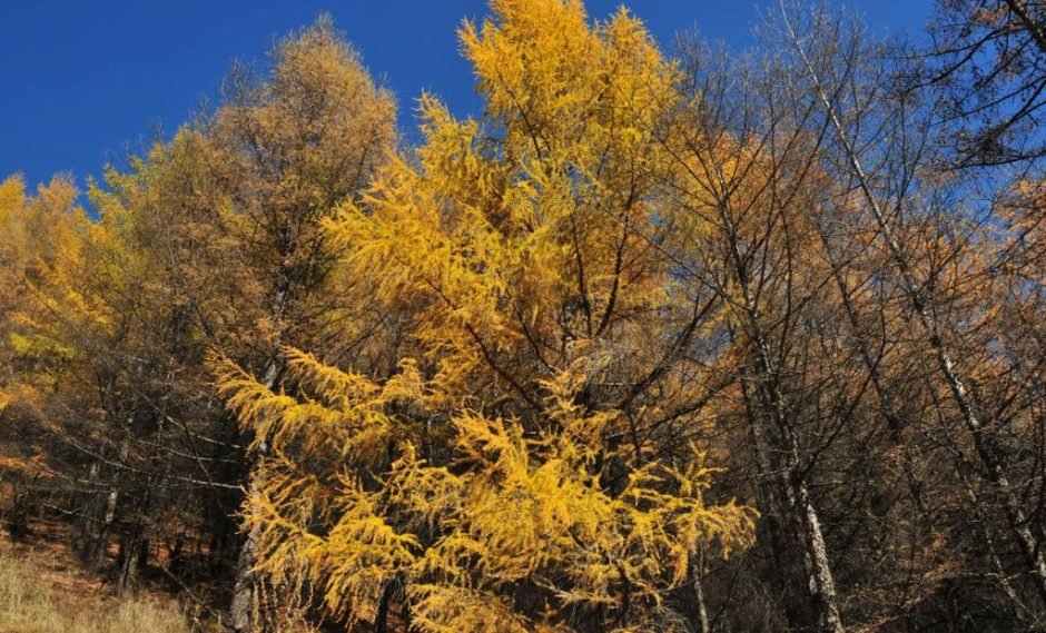 Como plantar Larix gmelinii (Larix gmelinii)_1