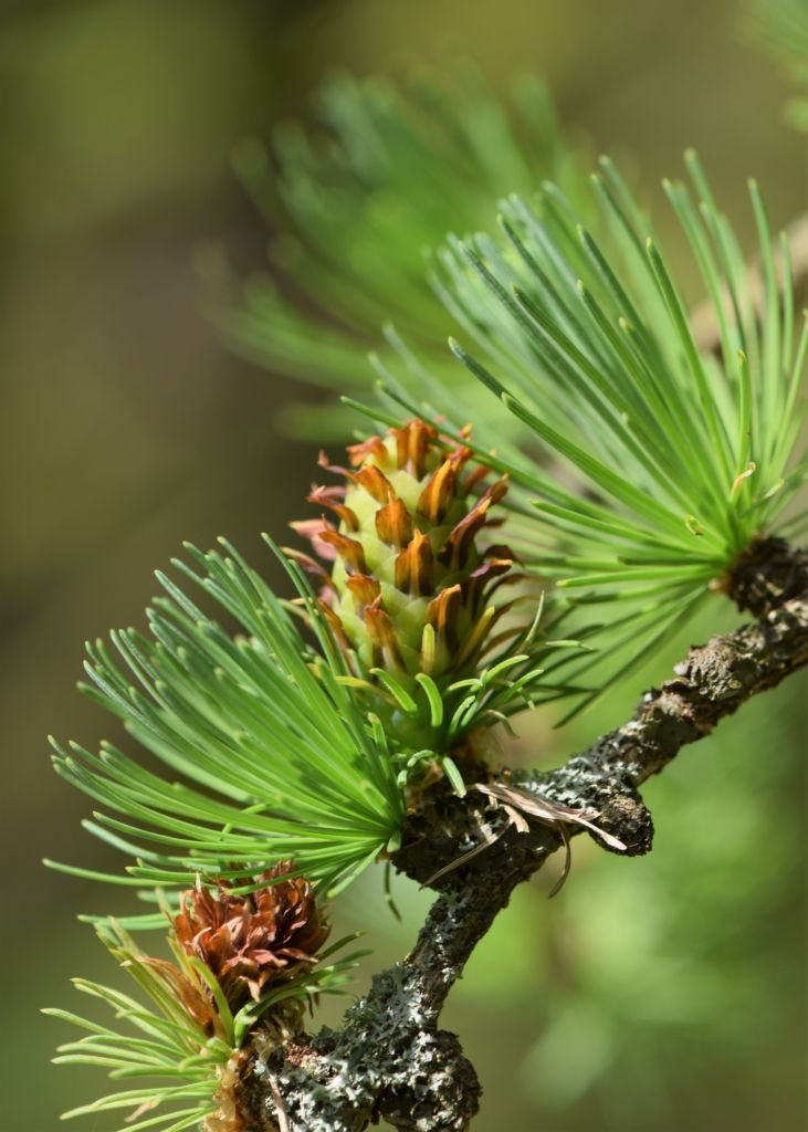Onde plantar Larix gmelinii (Larix gmelinii)_2
