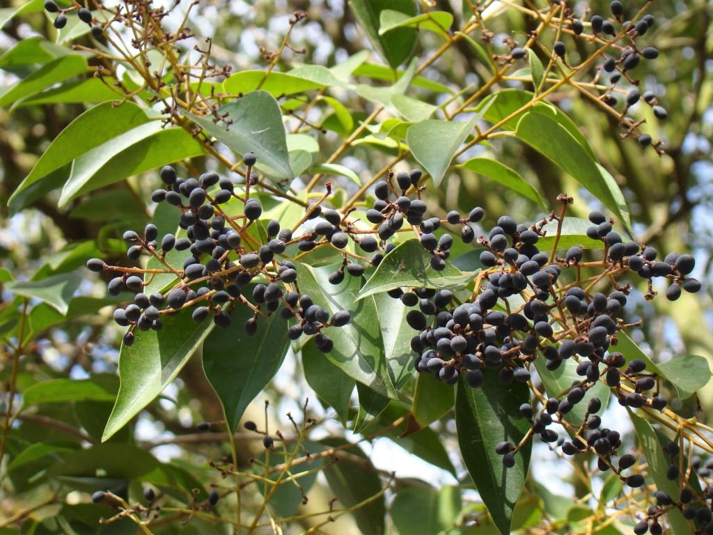 Ligustro-chinês (Ligustrum lucidum)