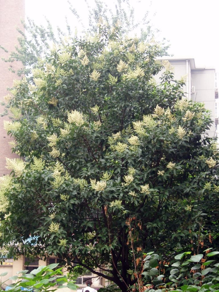 Como plantar Ligustro-chinês (Ligustrum lucidum)_1