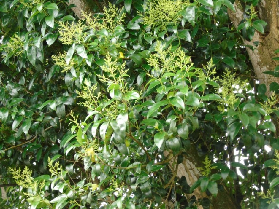 Onde plantar Ligustro-chinês (Ligustrum lucidum)_2