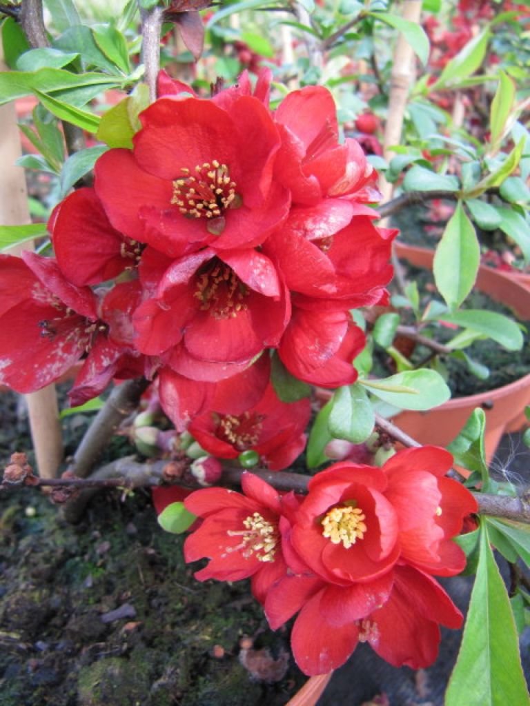 Marmeleiro-ornamental 'Crimson and Gold' (Chaenomeles × superba 'Crimson and Gold')
