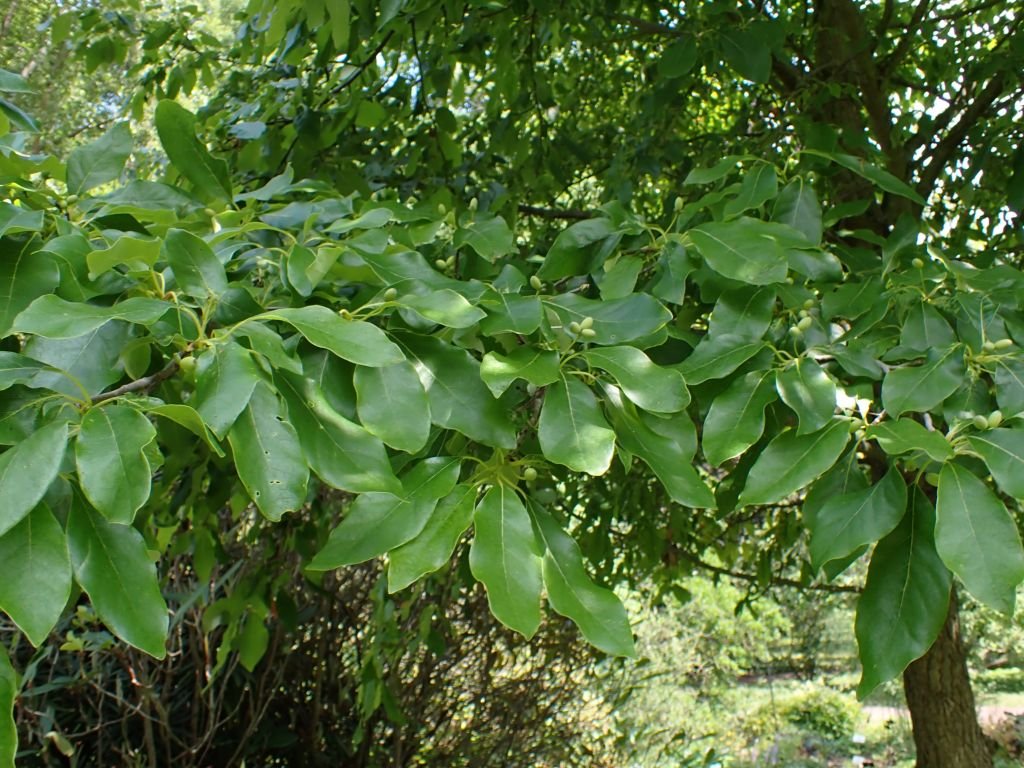 Nyssa sylvatica (Nyssa sylvatica)