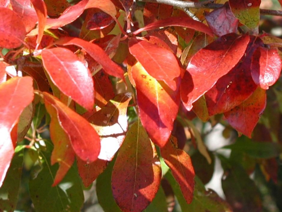 Onde plantar Nyssa sylvatica (Nyssa sylvatica)_2
