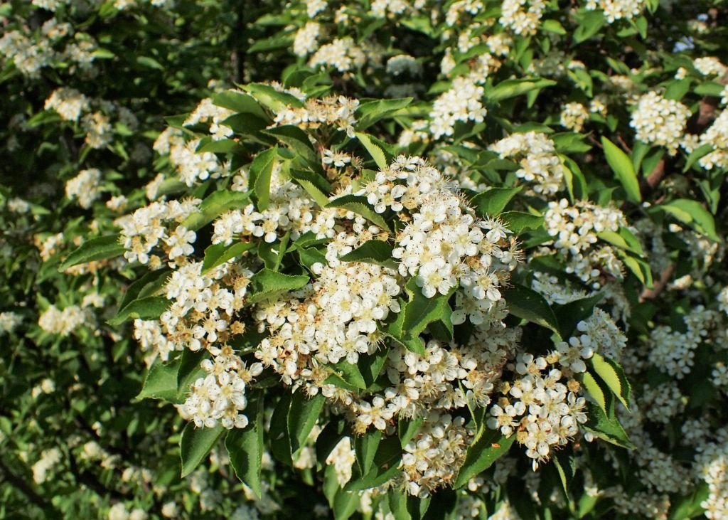Photinia villosa (Photinia villosa)
