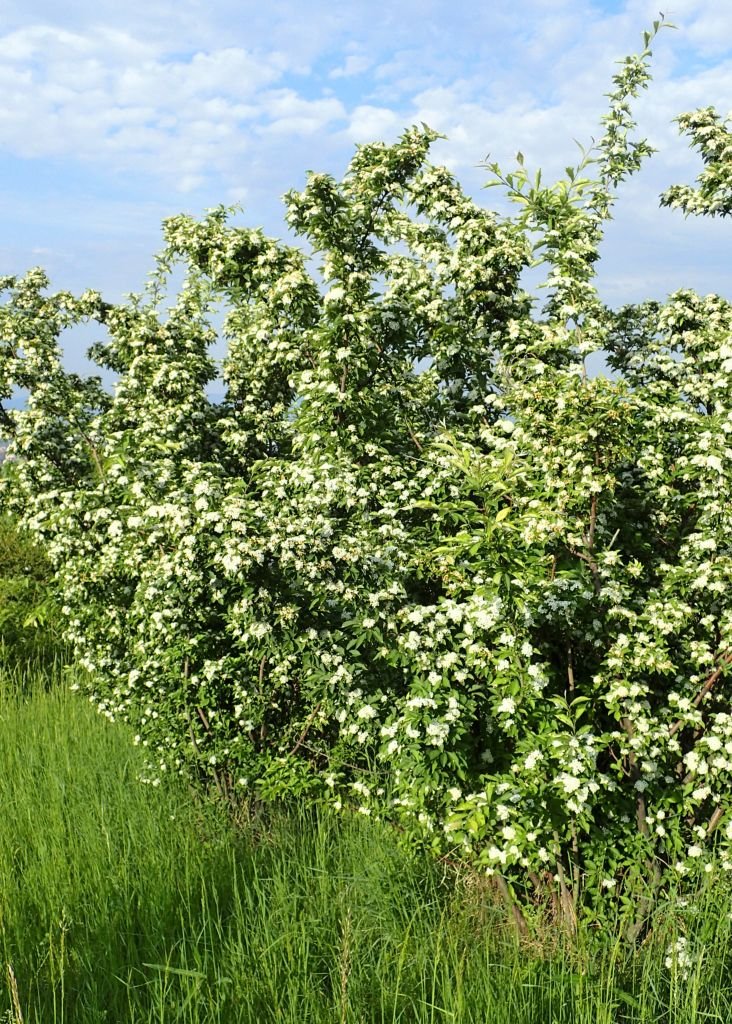 Como plantar Photinia villosa (Photinia villosa)_1