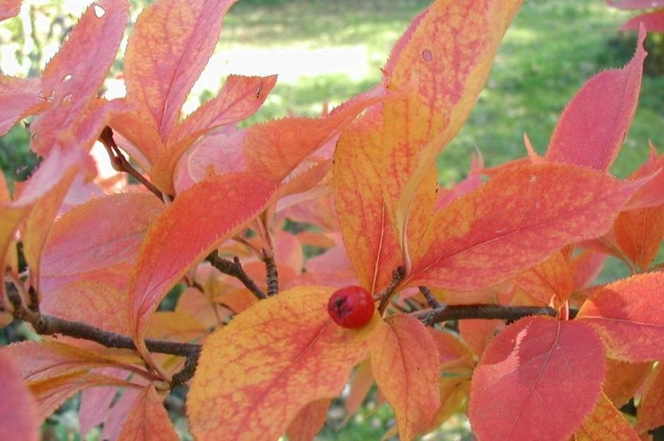 Onde plantar Photinia villosa (Photinia villosa)_2
