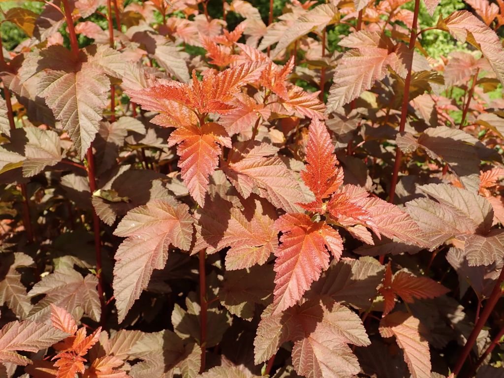 Physocarpus opulifolius 'Lady in Red' (Physocarpus opulifolius 'Lady in Red')