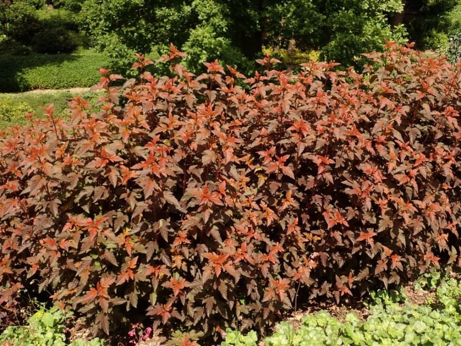 Como plantar Physocarpus opulifolius 'Lady in Red' (Physocarpus opulifolius 'Lady in Red')_1