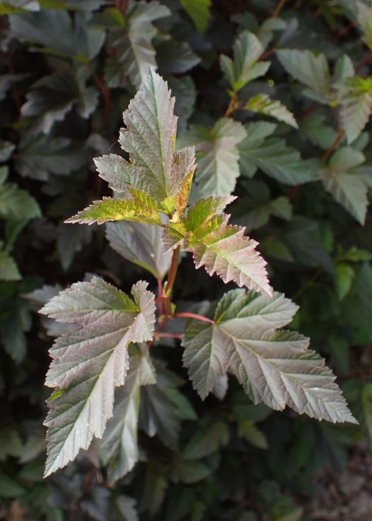 Como plantar Physocarpus opulifolius 'Summer Wine' (Physocarpus opulifolius 'Summer Wine')_1