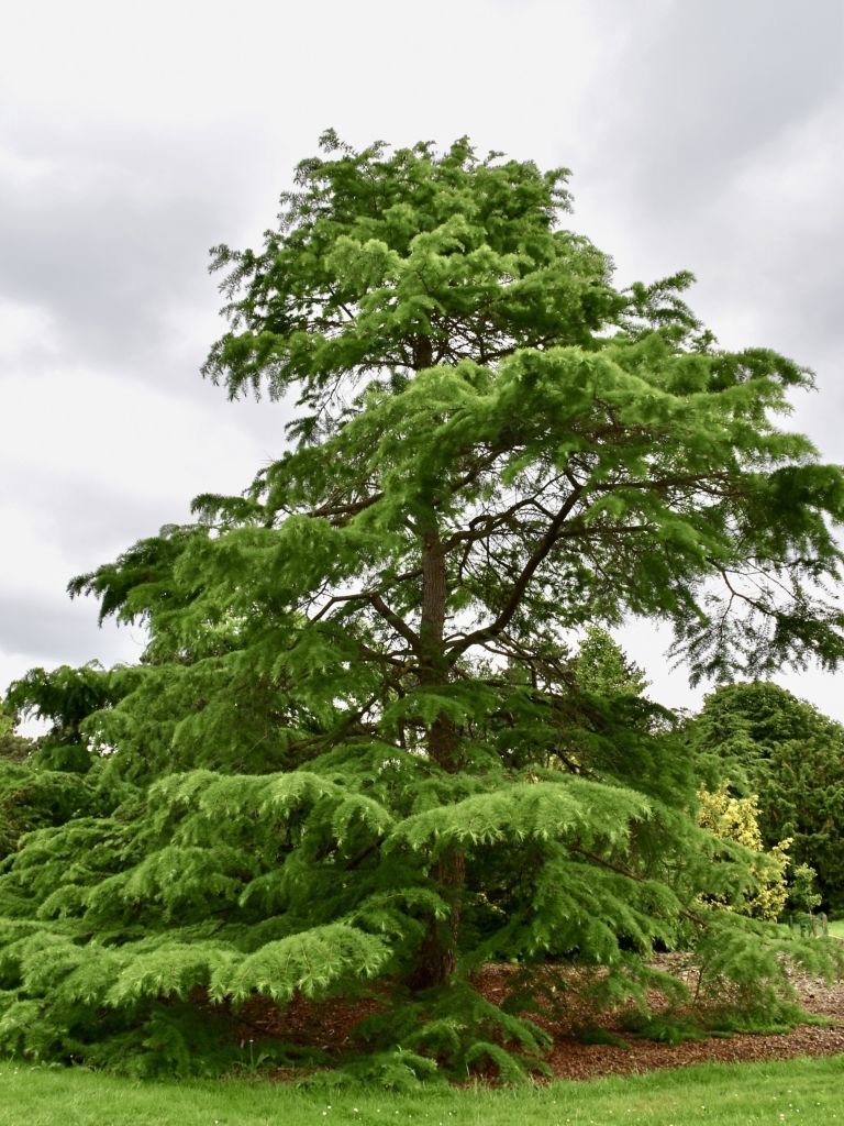 Como plantar Pseudolarix amabilis (Pseudolarix amabilis)_1
