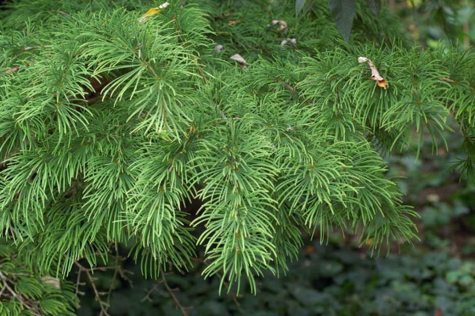 Onde plantar Pseudolarix amabilis (Pseudolarix amabilis)_2