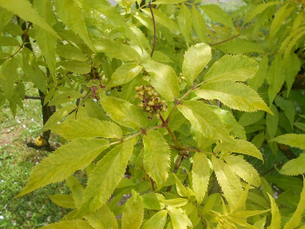 Sabugueiro vermelho 'Plumosa Aurea' (Sambucus racemosa 'Plumosa Aurea')
