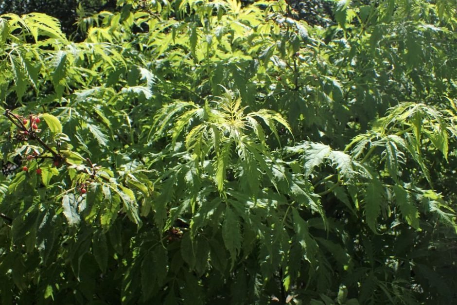Como plantar Sabugueiro vermelho 'Plumosa Aurea' (Sambucus racemosa 'Plumosa Aurea')_1