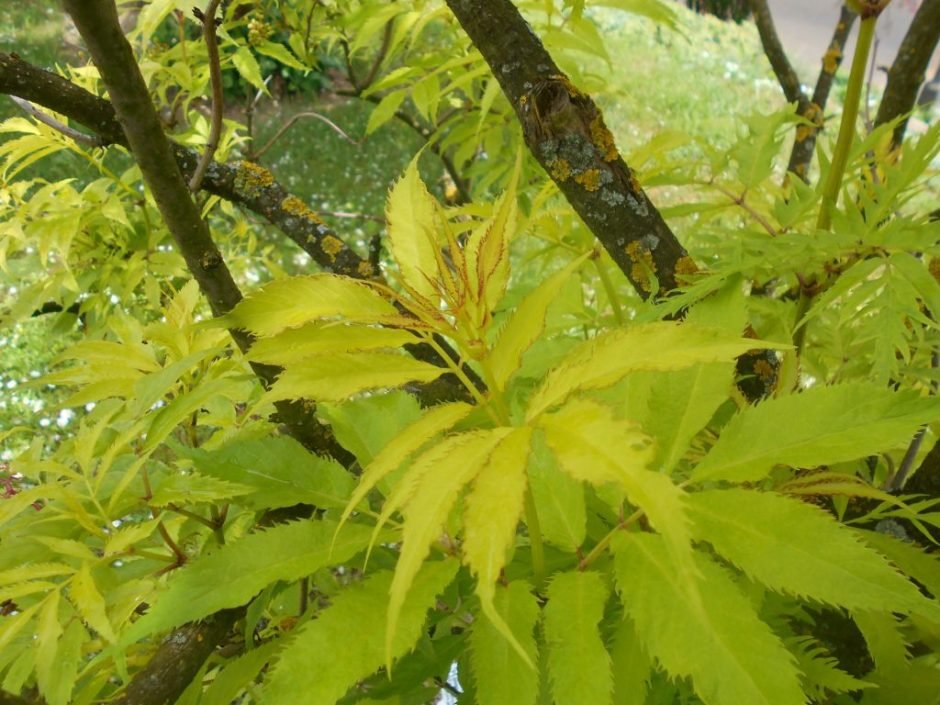 Onde plantar Sabugueiro vermelho 'Plumosa Aurea' (Sambucus racemosa 'Plumosa Aurea')_2