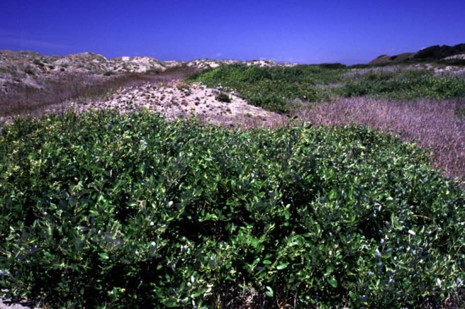 Como plantar Salix hookeriana (Salix hookeriana)_1