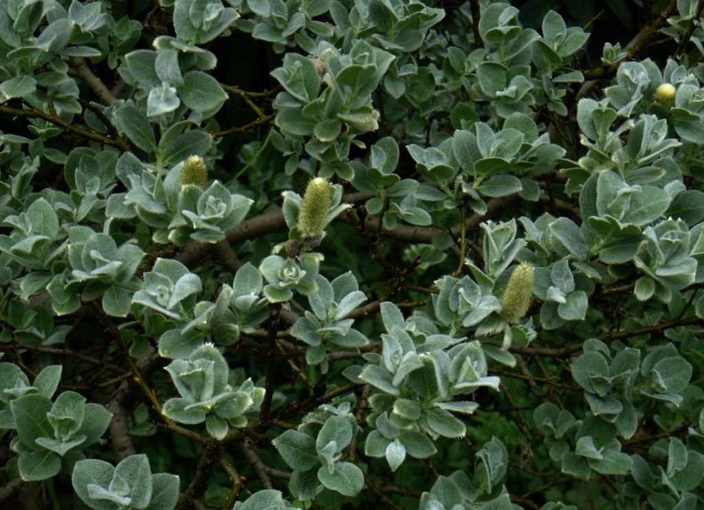 Salix lanata (Salix lanata)