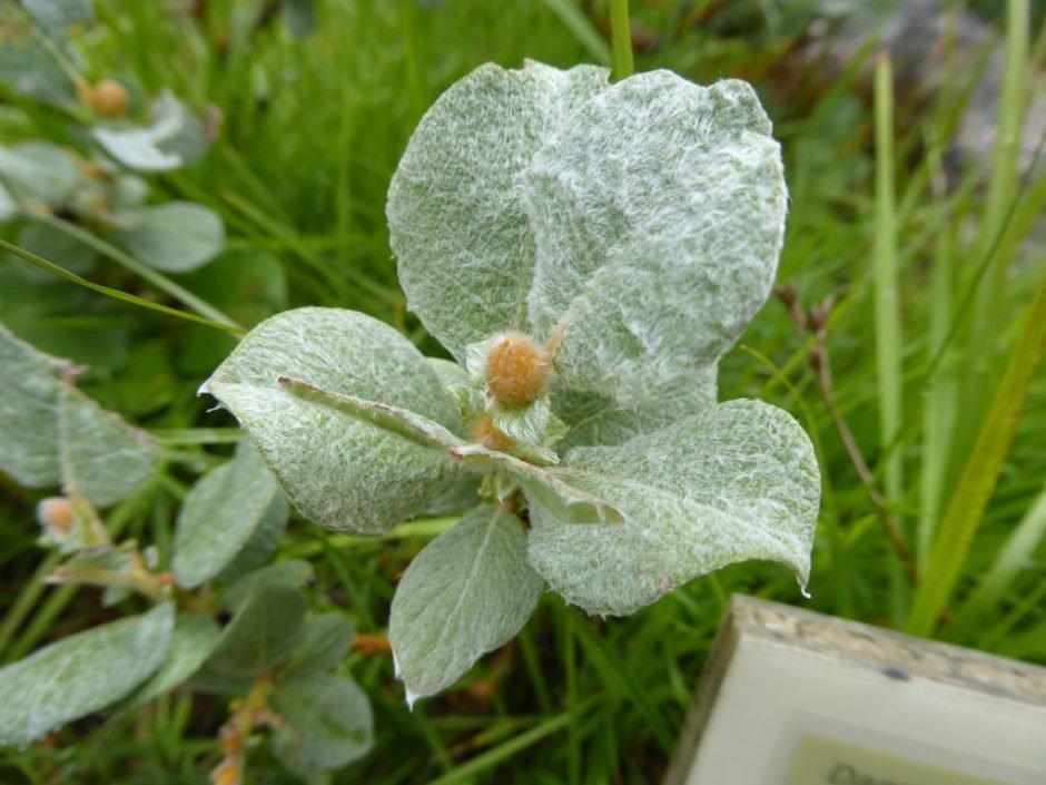 Como plantar Salix lanata (Salix lanata)_1
