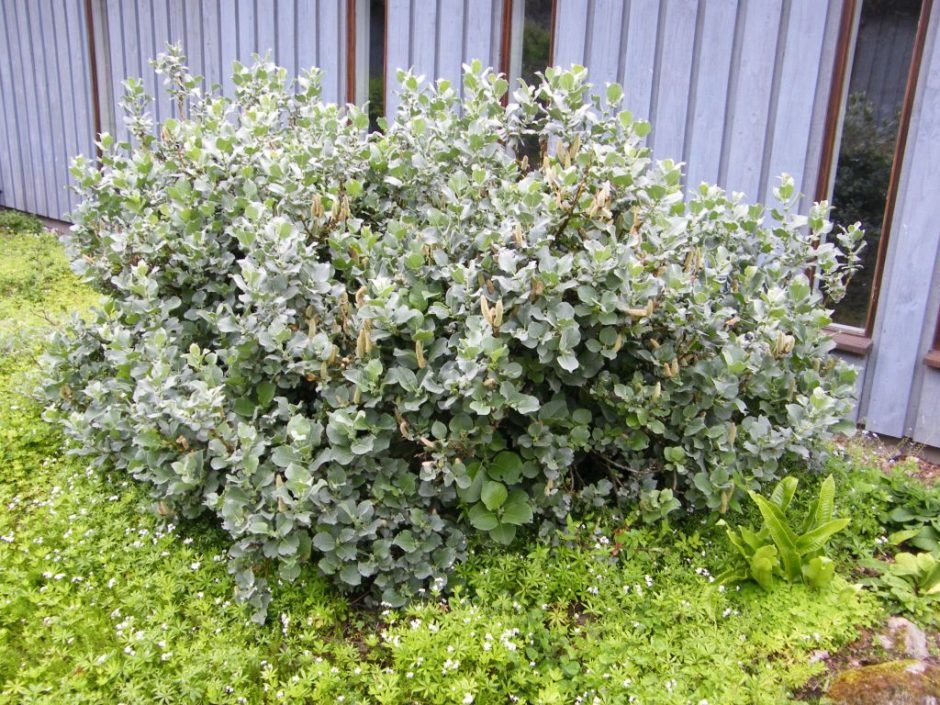 Onde plantar Salix lanata (Salix lanata)_2