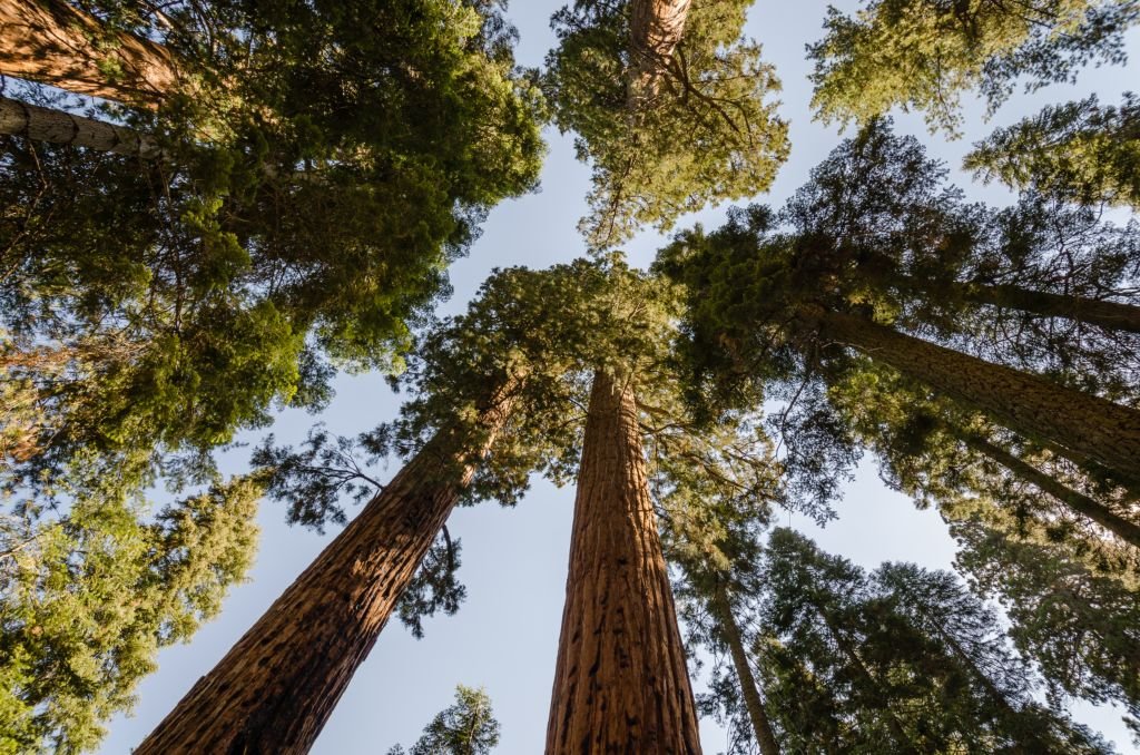 Sequóia-gigante (Sequoiadendron giganteum)