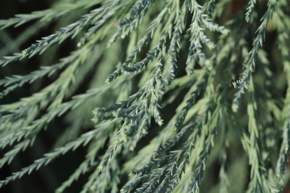 Como plantar Sequóia-gigante (Sequoiadendron giganteum)_1