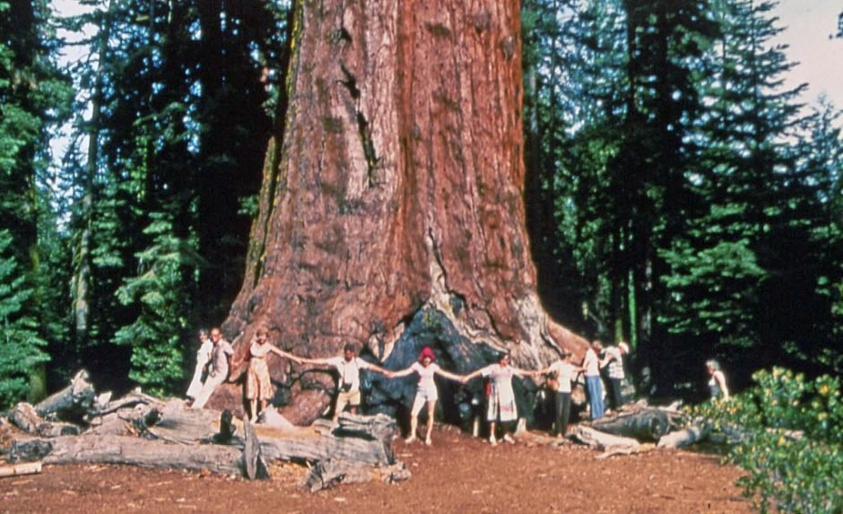 Onde plantar Sequóia-gigante (Sequoiadendron giganteum)_2
