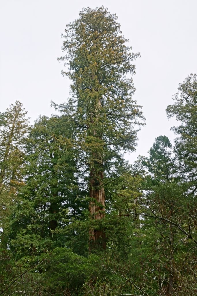 Onde plantar Sequóia-sempre-verde (Sequoia sempervirens)_2