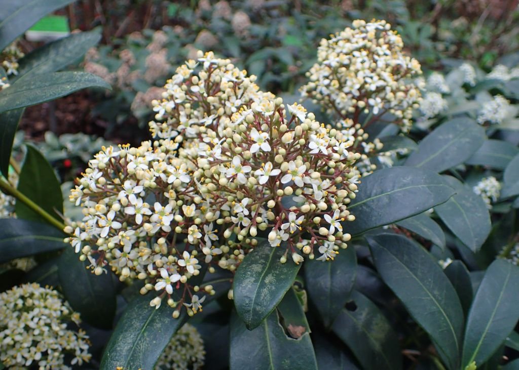 Skimmia japonica 'Fragrans' (Skimmia japonica 'Fragrans')