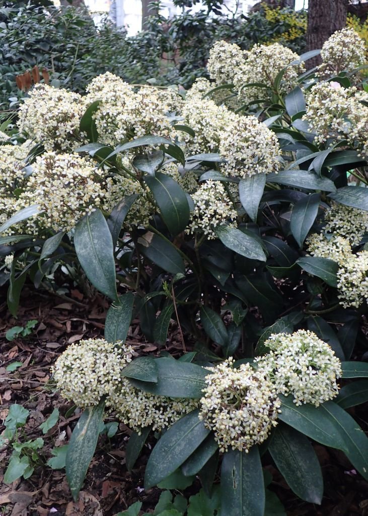 Como plantar Skimmia japonica 'Fragrans' (Skimmia japonica 'Fragrans')_1