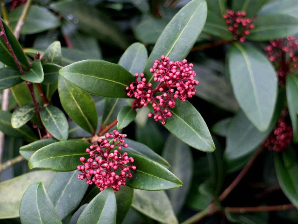 Skimmia japonica 'Rubella' (Skimmia japonica 'Rubella')