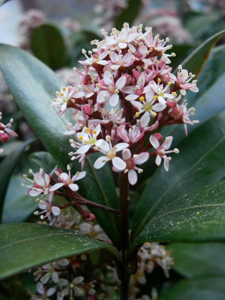 Como plantar Skimmia japonica 'Rubella' (Skimmia japonica 'Rubella')_1