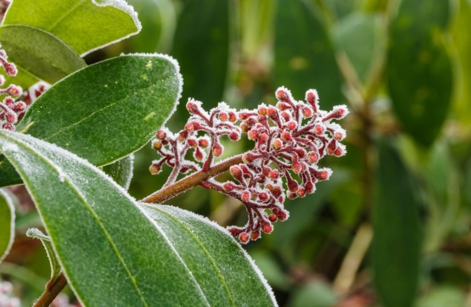 Onde plantar Skimmia japonica 'Rubella' (Skimmia japonica 'Rubella')_2
