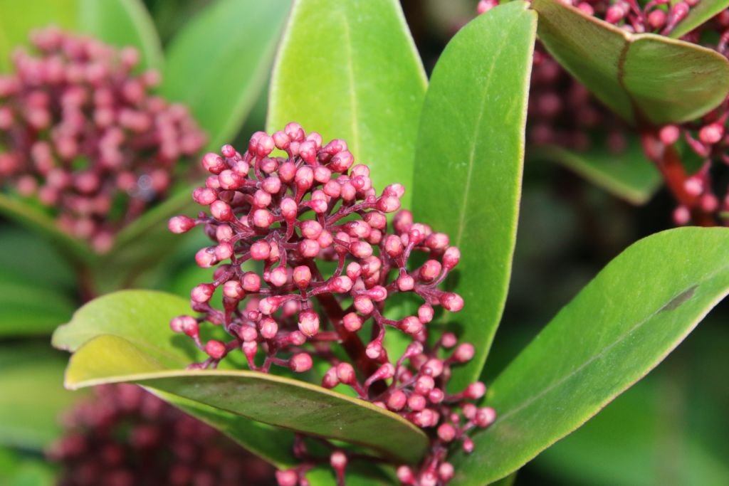 Skimmia japonica (Skimmia japonica)