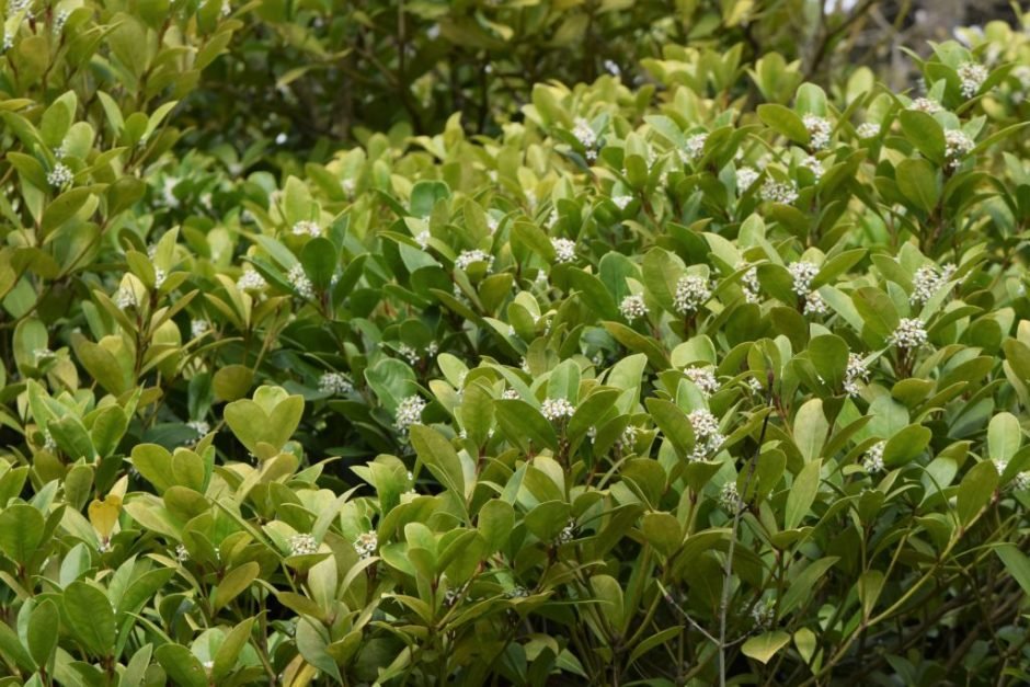 Como plantar Skimmia japonica (Skimmia japonica)_1