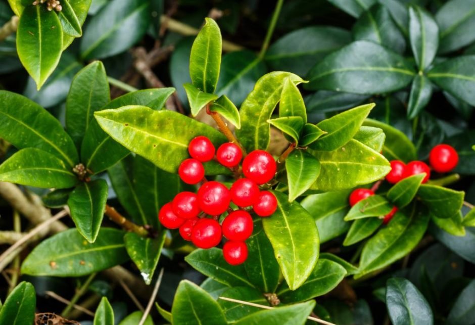 Onde plantar Skimmia japonica (Skimmia japonica)_2