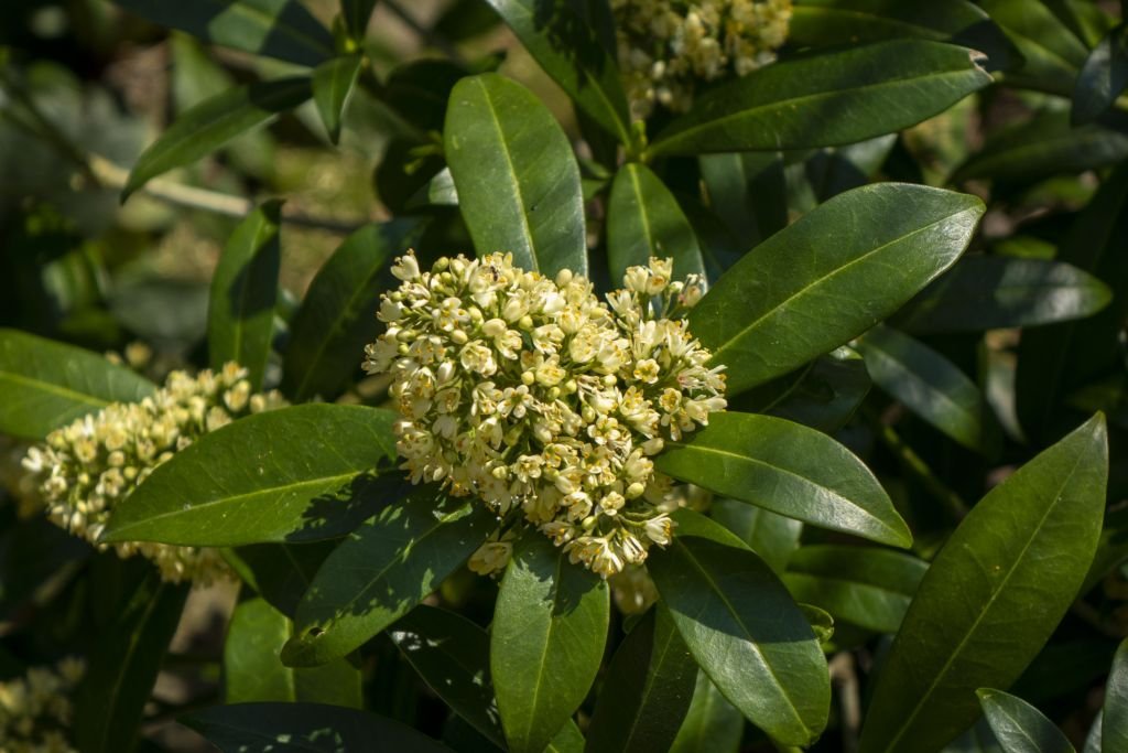 Skimmia × confusa 'Kew Green' (Skimmia × confusa 'Kew Green')
