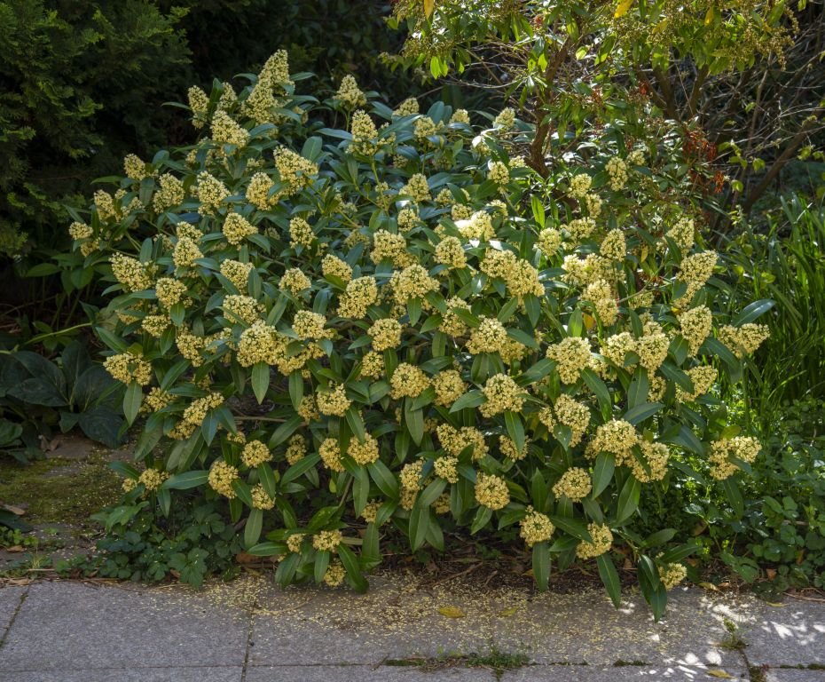 Como plantar Skimmia × confusa 'Kew Green' (Skimmia × confusa 'Kew Green')_1