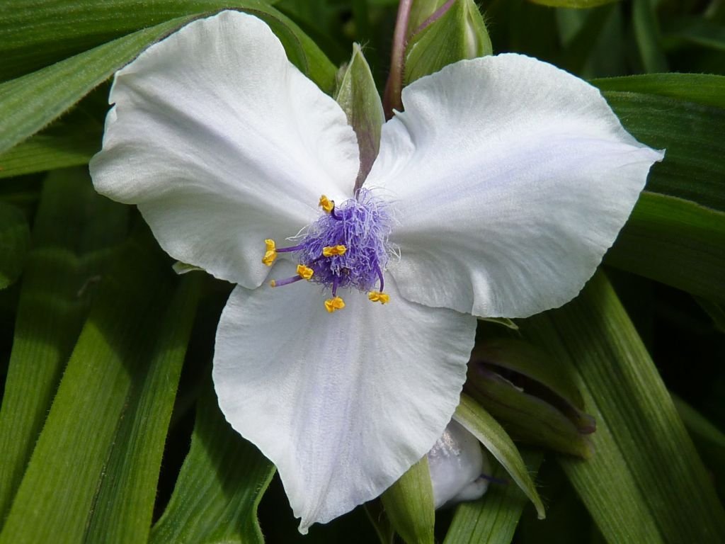 Tradescantia 'Osprey' (Tradescantia 'Osprey')