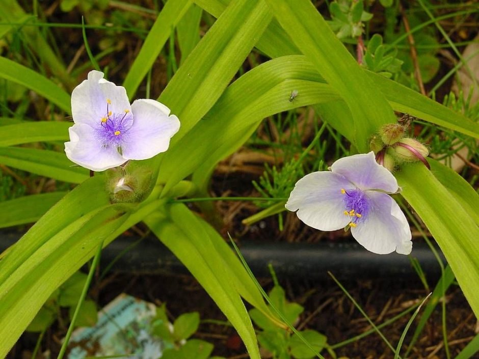 Como plantar Tradescantia 'Osprey' (Tradescantia 'Osprey')_1