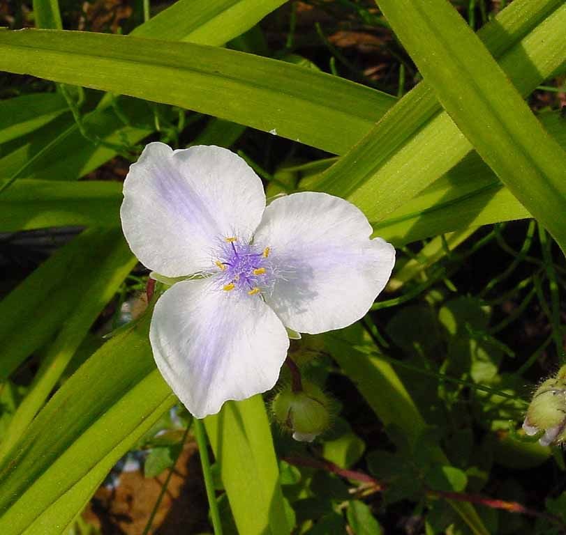 Onde plantar Tradescantia 'Osprey' (Tradescantia 'Osprey')_2