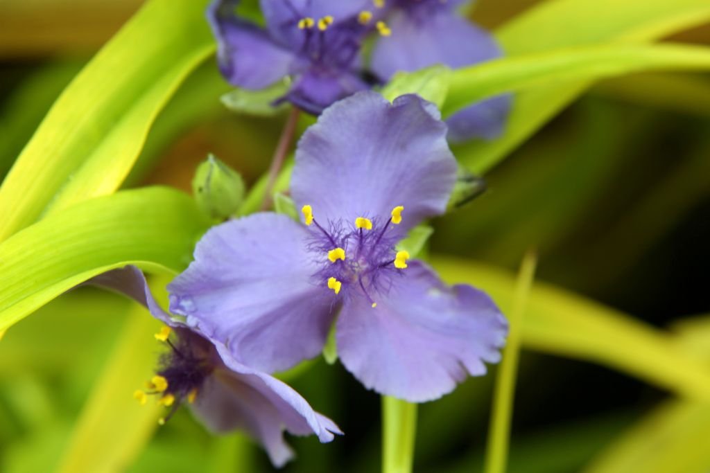 Tradescantia 'Sweet Kate' (Tradescantia 'Sweet Kate')