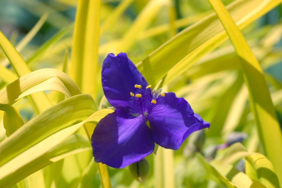 Onde plantar Tradescantia 'Sweet Kate' (Tradescantia 'Sweet Kate')_2