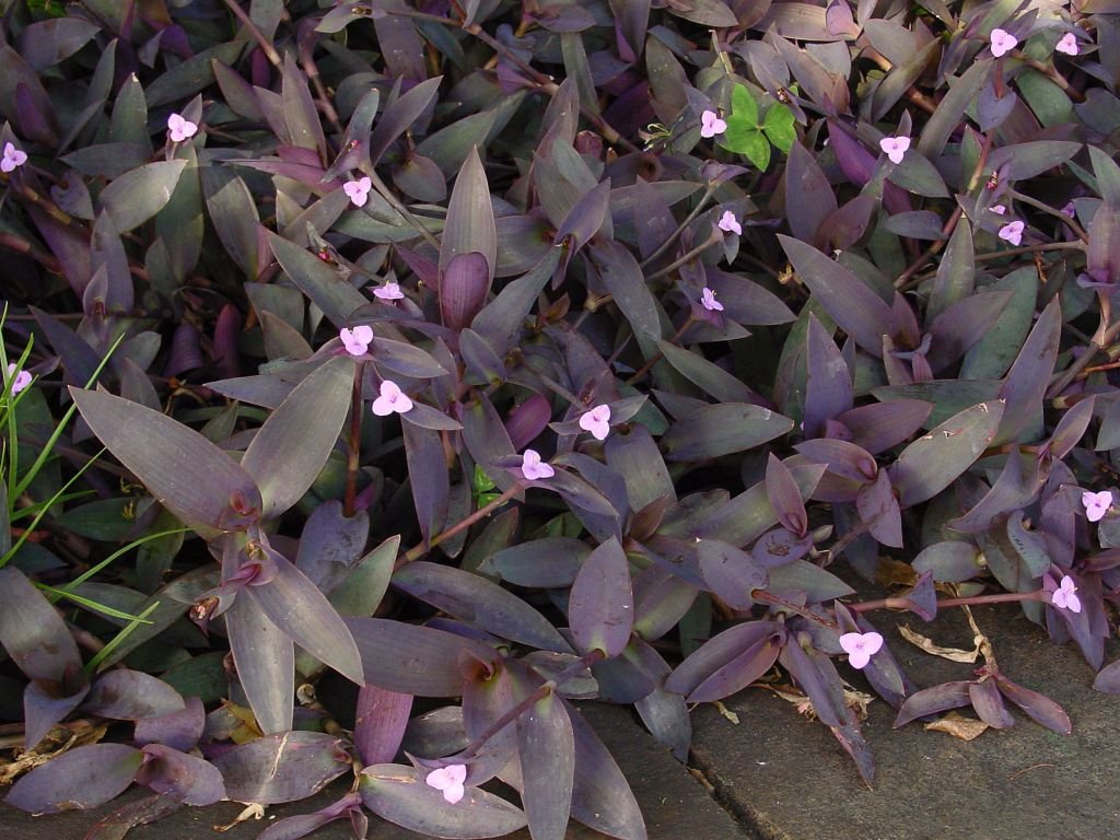 Tradescantia pallida (Tradescantia pallida)