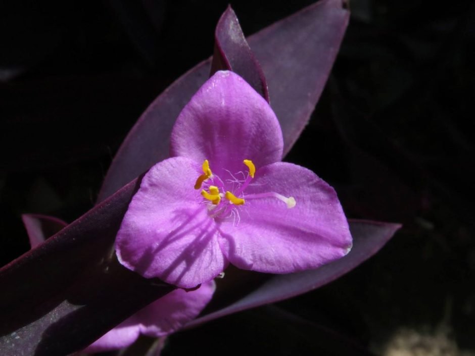 Como plantar Tradescantia pallida (Tradescantia pallida)_1