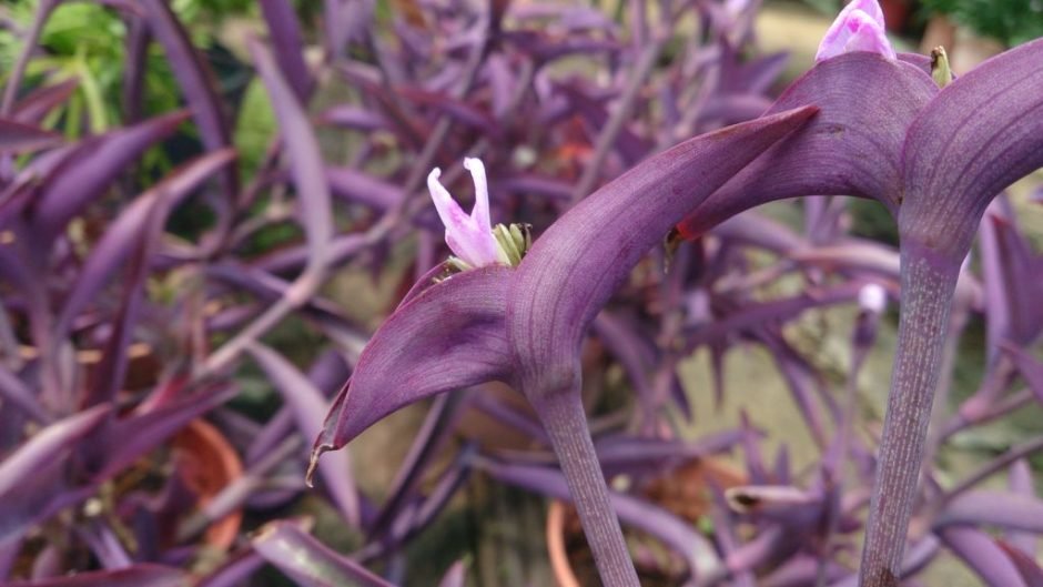 Onde plantar Tradescantia pallida (Tradescantia pallida)_2