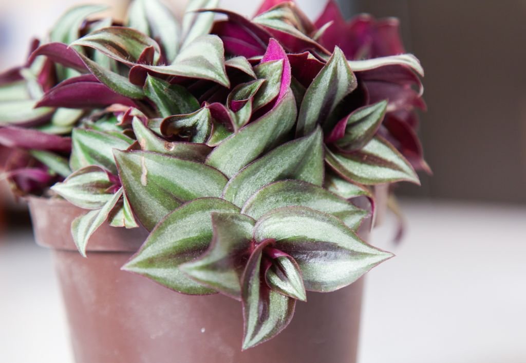 Tradescantia zebrina (Tradescantia zebrina)