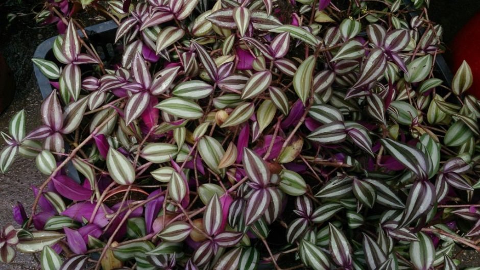 Como plantar Tradescantia zebrina (Tradescantia zebrina)_1