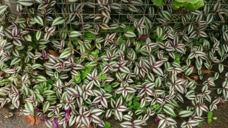 Onde plantar Tradescantia zebrina (Tradescantia zebrina)_2