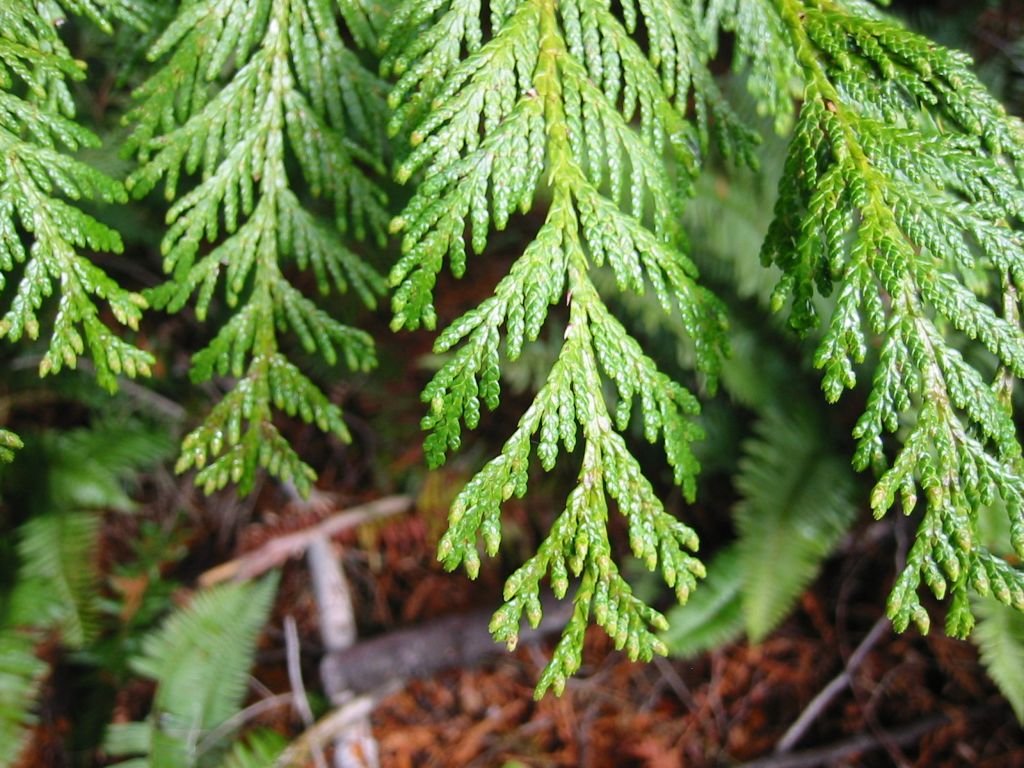 Tuia-gigante (Thuja plicata)